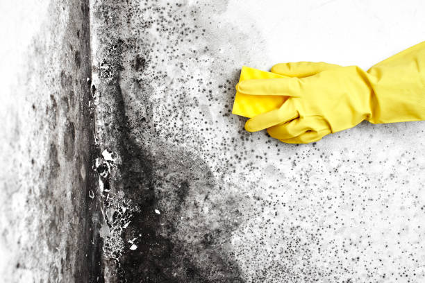 Best Office Mold Removal Services  in Breaux Bridge, LA