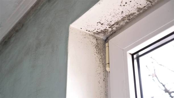 Best Residential Mold Removal  in Breaux Bridge, LA