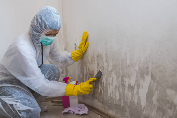Best Toxic Mold Removal  in Breaux Bridge, LA