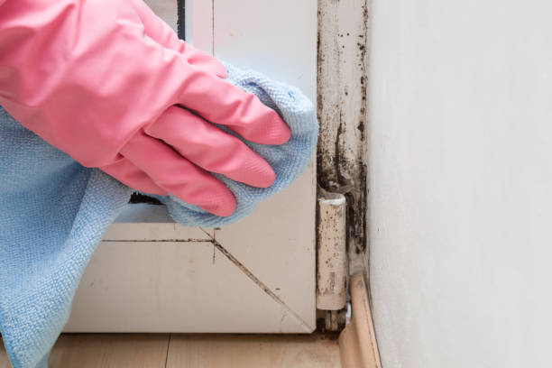 Best Mold Remediation Services  in Breaux Bridge, LA